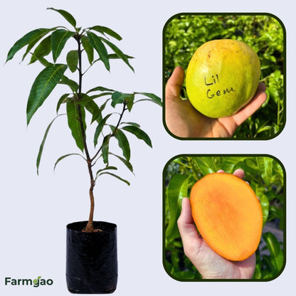 Little Gem Mango Aam Grafted Healthy Fruit Plant