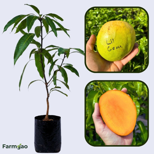 Little Gem Mango Aam Grafted Healthy Fruit Plant