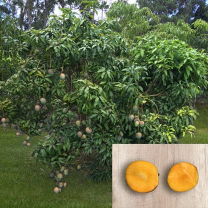 Little Gem Mango Aam Grafted Healthy Fruit Plant