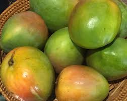 Little Gem Mango Aam Grafted Healthy Fruit Plant