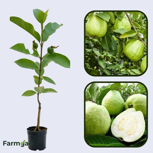 Luckhoff Guava Air Layered Healthy Fruit Plant