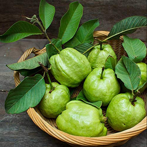 Luckhoff Guava Air Layered Healthy Fruit Plant