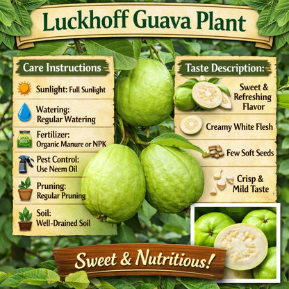 Luckhoff Guava Air Layered Healthy Fruit Plant
