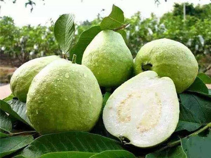 Luckhoff Guava Air Layered Healthy Fruit Plant