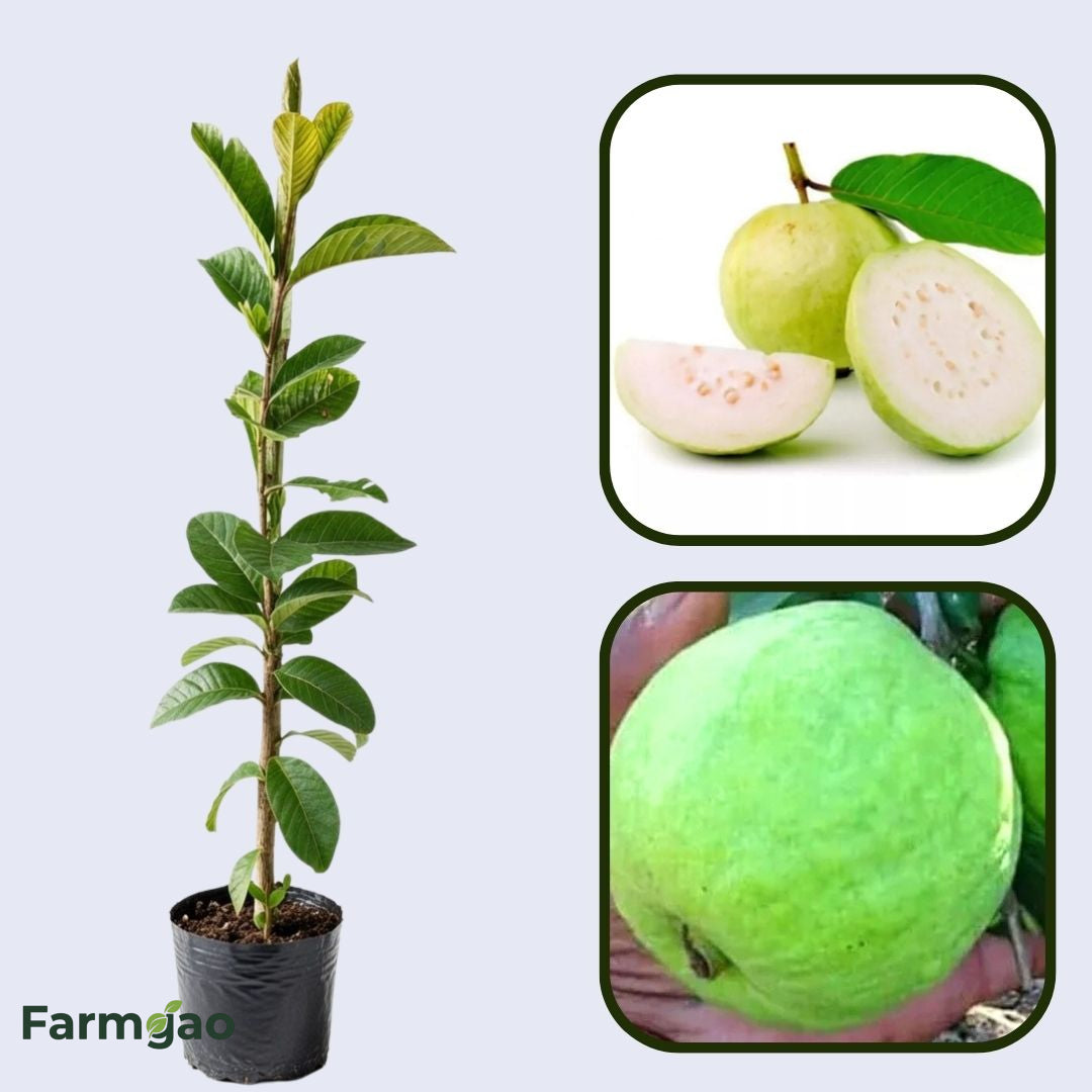 Lucknow 49 (Sardar) Guava Air Layered Healthy Fruit Plant