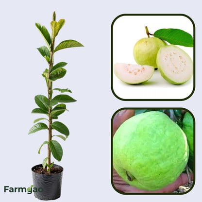 Lucknow 49 (Sardar) Guava Air Layered Healthy Fruit Plant
