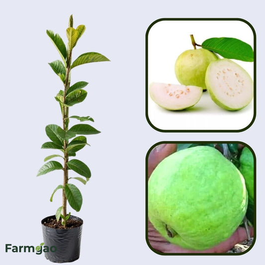Lucknow 49 (Sardar) Guava Air Layered Healthy Fruit Plant