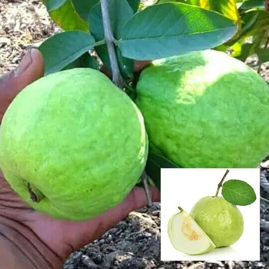 Lucknow 49 (Sardar) Guava Air Layered Healthy Fruit Plant