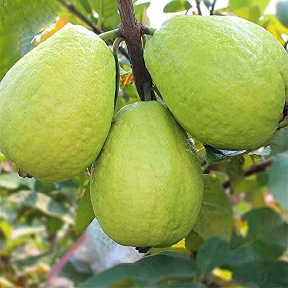 Lucknow 49 (Sardar) Guava Air Layered Healthy Fruit Plant