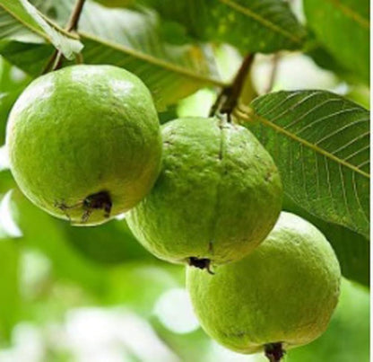 Lucknow Seedless Guava Air Layered Healthy Fruit Plant