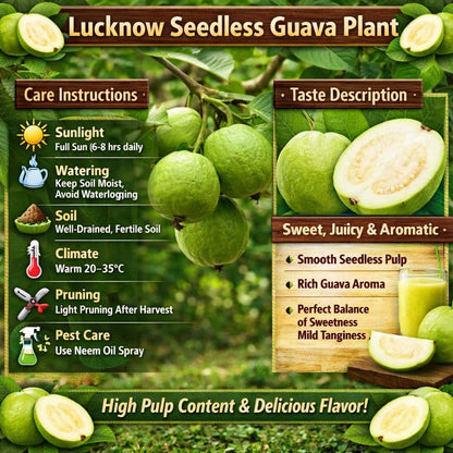 Lucknow Seedless Guava Air Layered Healthy Fruit Plant