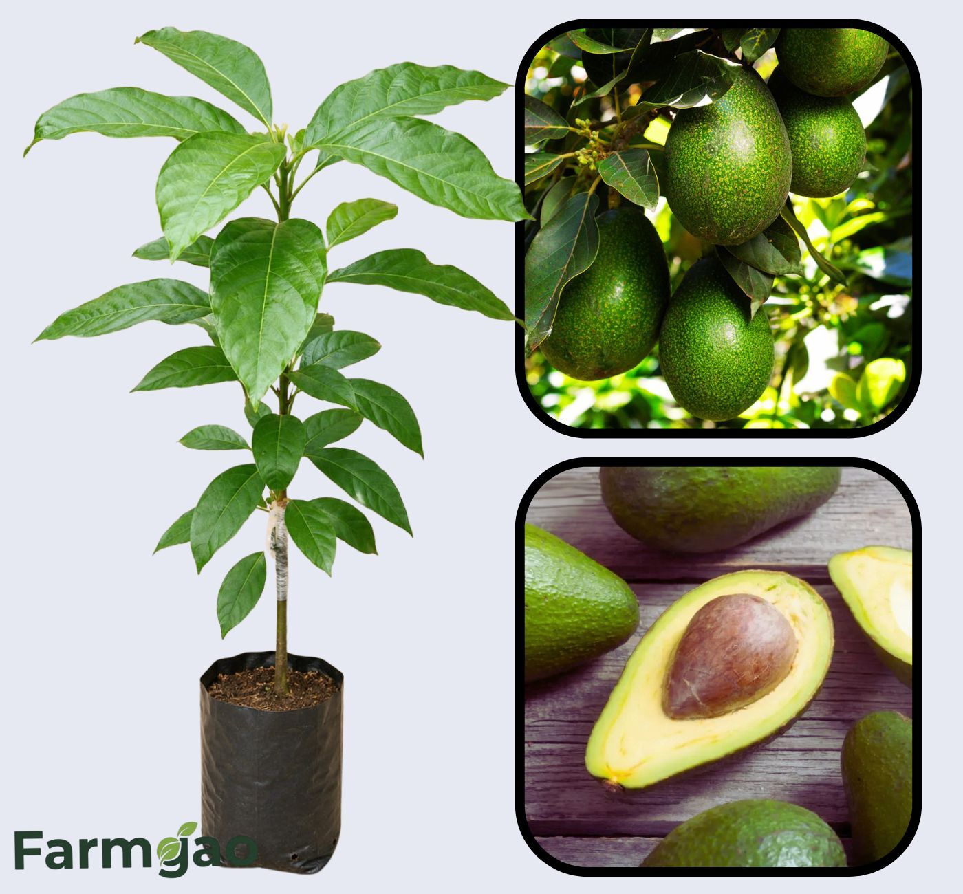 Lula Avocado Grafted Healthy Fruit Plant