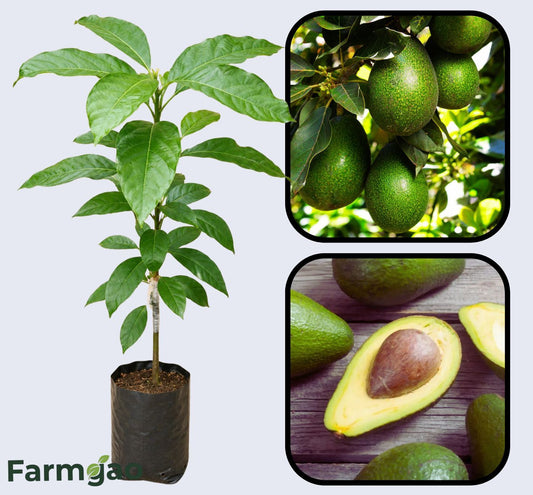 Lula Avocado Grafted Healthy Fruit Plant