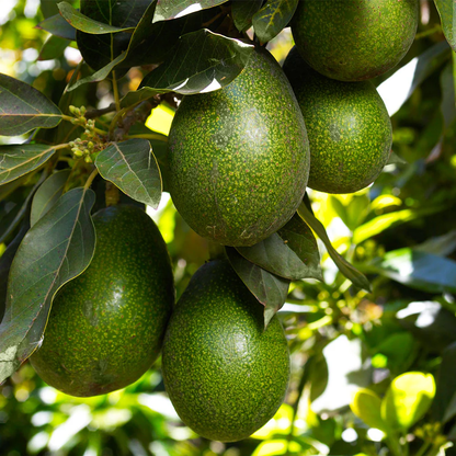 Lula Avocado Grafted Healthy Fruit Plant