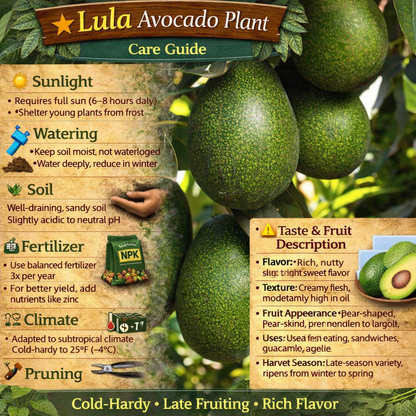 Lula Avocado Grafted Healthy Fruit Plant
