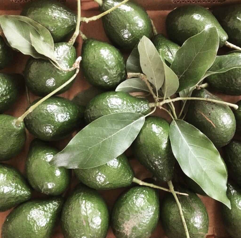 Lula Avocado Grafted Healthy Fruit Plant