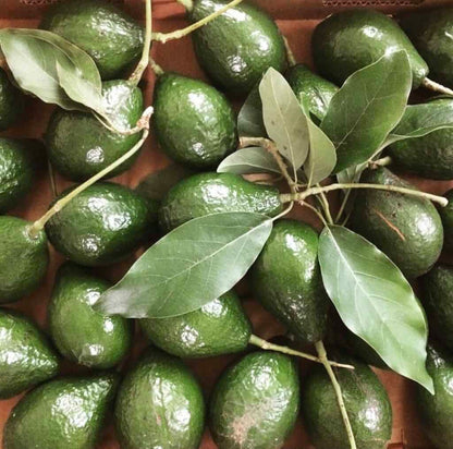 Lula Avocado Grafted Healthy Fruit Plant