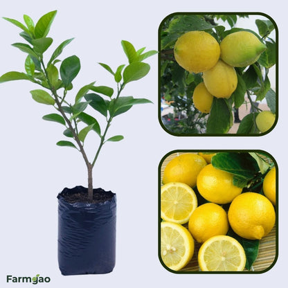 Lunario Lemon (4-season lemon) Plant Live Nimbu Tree Kagzi Lemon Citrus Limon Fruit Plant