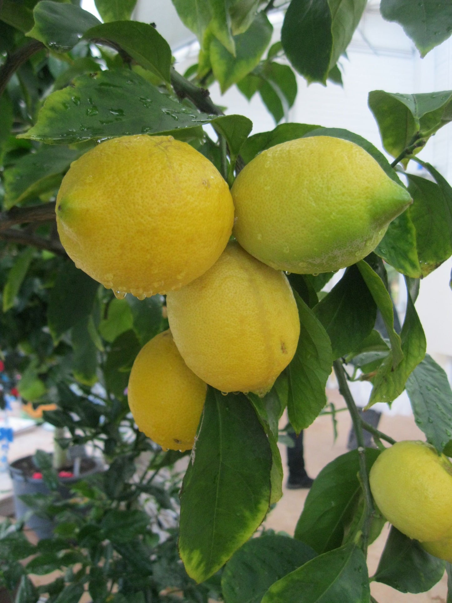 Lunario Lemon (4-season lemon) Plant Live Nimbu Tree Kagzi Lemon Citrus Limon Fruit Plant