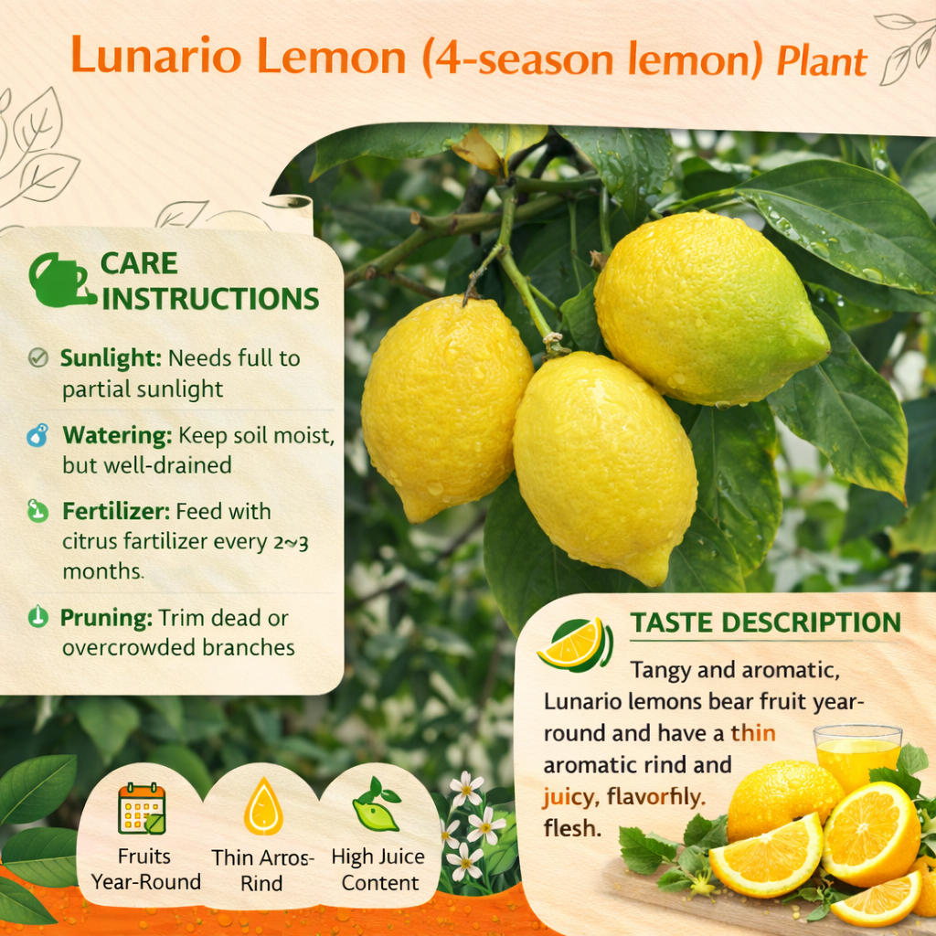 Lunario Lemon (4-season lemon) Plant Live Nimbu Tree Kagzi Lemon Citrus Limon Fruit Plant