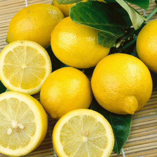 Lunario Lemon (4-season lemon) Plant Live Nimbu Tree Kagzi Lemon Citrus Limon Fruit Plant