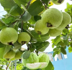 Chittidar Guava Hybrid Air Layered Plant