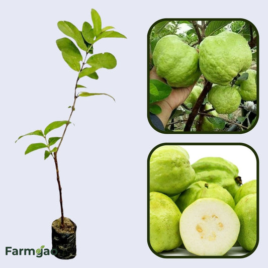 Madagascar White Guava Air Layered Healthy Fruit Plant