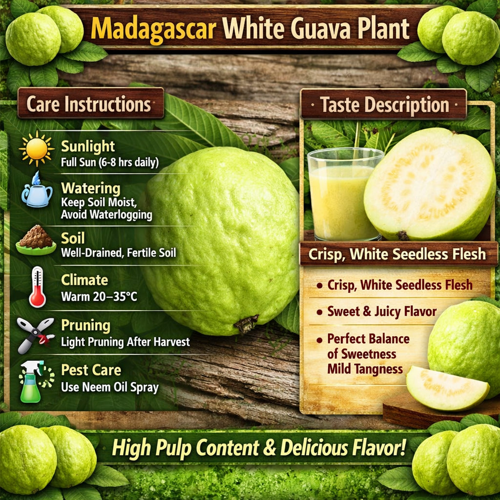 Madagascar White Guava Air Layered Healthy Fruit Plant