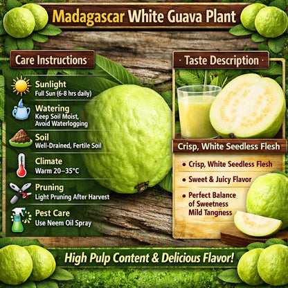 Madagascar White Guava Air Layered Healthy Fruit Plant