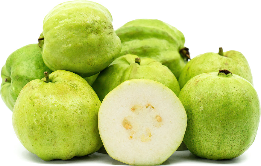 Madagascar White Guava Air Layered Healthy Fruit Plant