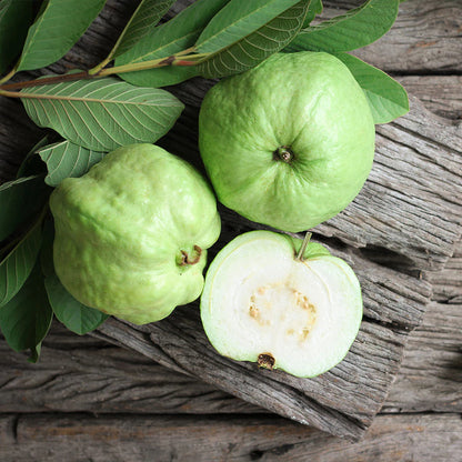 Madagascar White Guava Air Layered Healthy Fruit Plant
