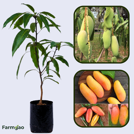 Maha Chinook Mango Aam Grafted Healthy Fruit Plant
