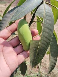 Maha Chinook Mango Aam Grafted Healthy Fruit Plant