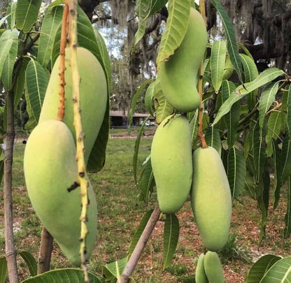 Maha Chinook Mango Aam Grafted Healthy Fruit Plant