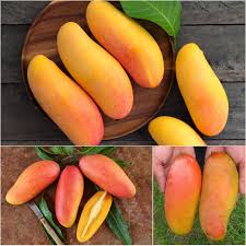 Maha Chinook Mango Aam Grafted Healthy Fruit Plant