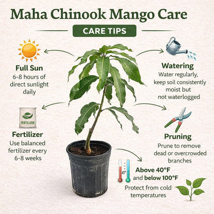 Maha Chinook Mango Aam Grafted Healthy Fruit Plant