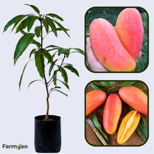 Mahachanok Mango Aam Grafted Healthy Fruit Plant