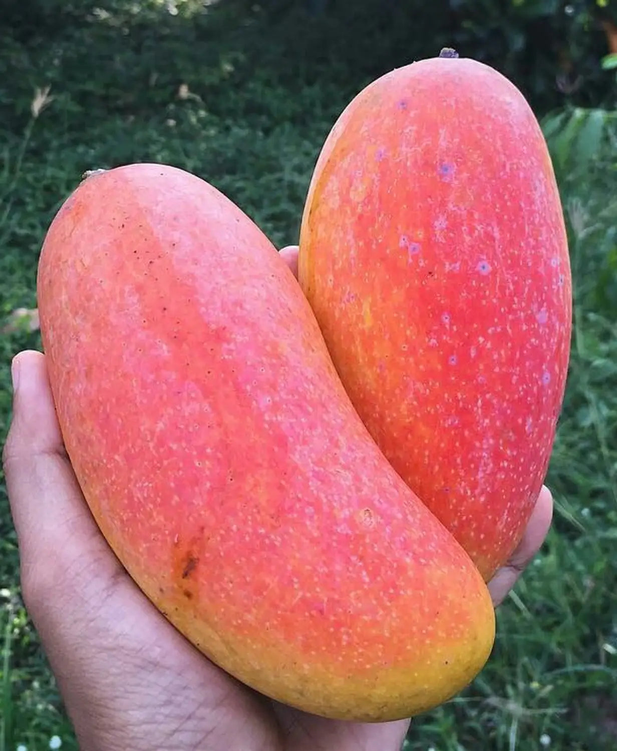 Mahachanok Mango Aam Grafted Healthy Fruit Plant