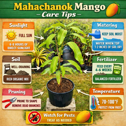 Mahachanok Mango Aam Grafted Healthy Fruit Plant
