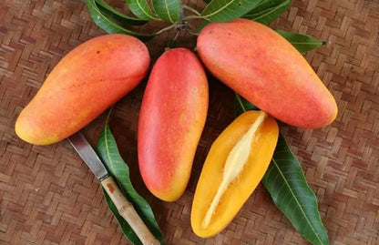 Mahachanok Mango Aam Grafted Healthy Fruit Plant