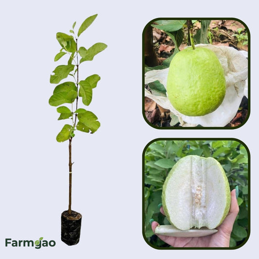 Mahanadi White Guava Air Layered Healthy Fruit Plant