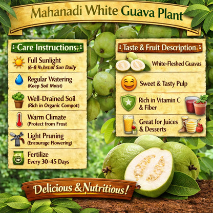 Mahanadi White Guava Air Layered Healthy Fruit Plant