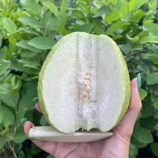 Mahanadi White Guava Air Layered Healthy Fruit Plant