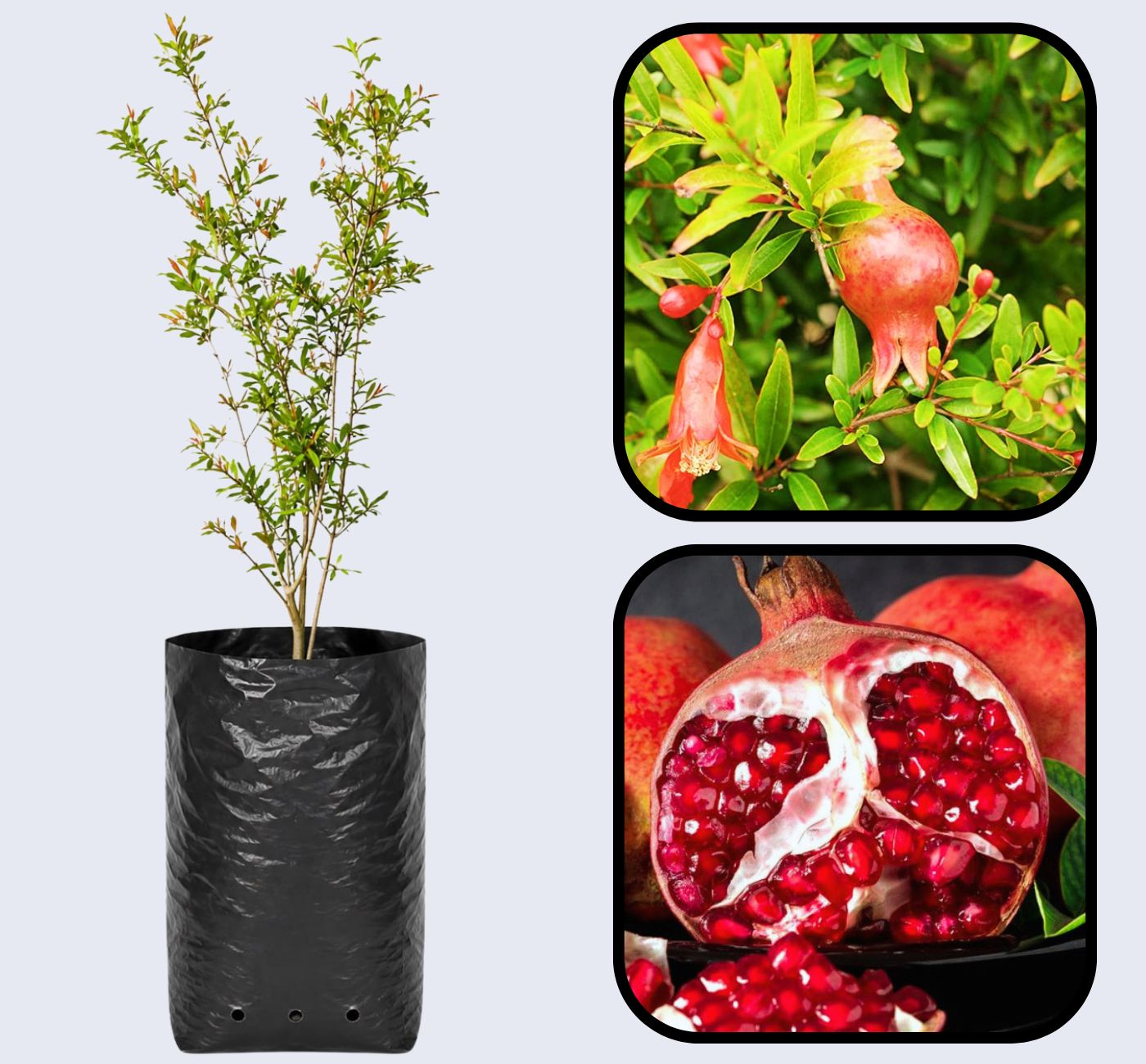 Malas Saveh Pomegranate Grafted Fruit Plant – High Yielding Sweet Juicy Anar Tree Variety