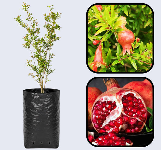 Malas Saveh Pomegranate Grafted Fruit Plant – High Yielding Sweet Juicy Anar Tree Variety