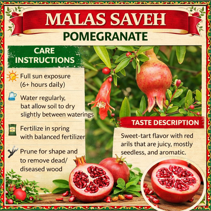 Malas Saveh Pomegranate Grafted Fruit Plant – High Yielding Sweet Juicy Anar Tree Variety