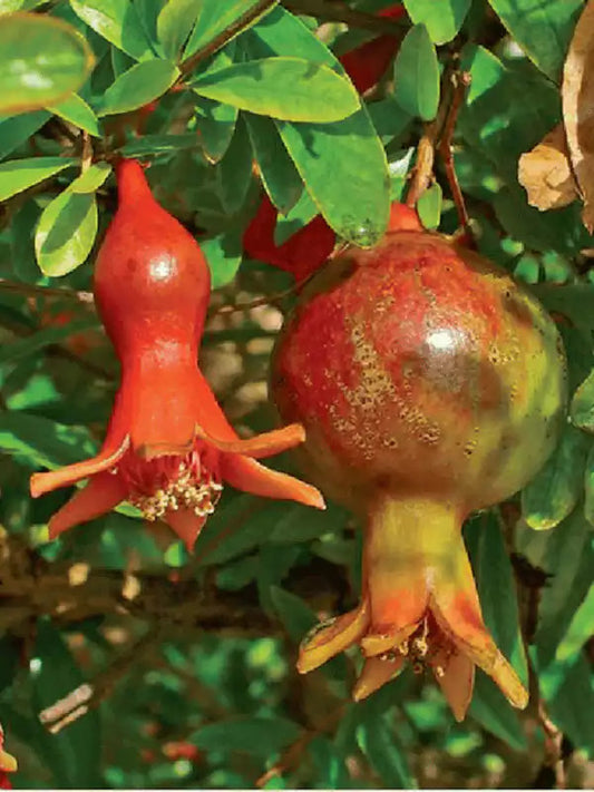 Malas Saveh Pomegranate Grafted Fruit Plant – High Yielding Sweet Juicy Anar Tree Variety