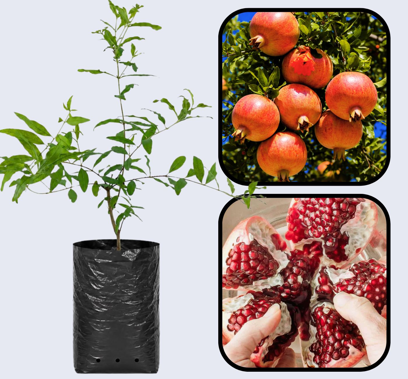 Malas Yazdi Pomegranate Grafted Fruit Plant – High Yielding Sweet Juicy Anar Tree Variety