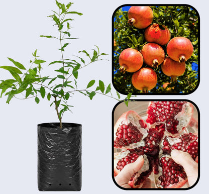 Malas Yazdi Pomegranate Grafted Fruit Plant – High Yielding Sweet Juicy Anar Tree Variety