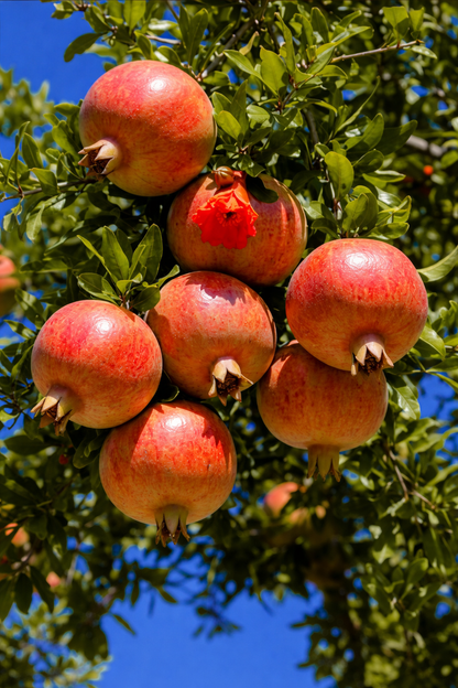 Malas Yazdi Pomegranate Grafted Fruit Plant – High Yielding Sweet Juicy Anar Tree Variety